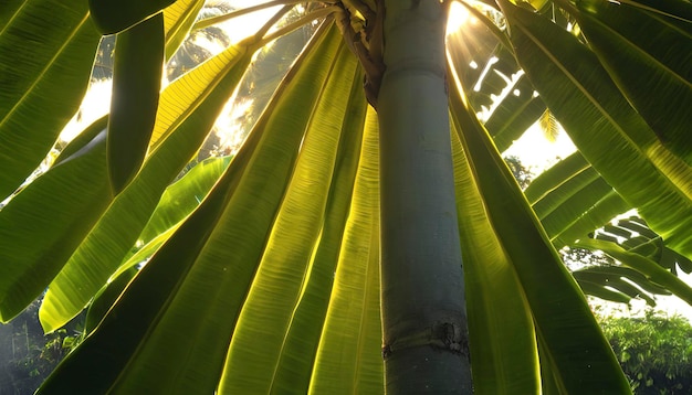 Bananenboom met ochtendzonlicht