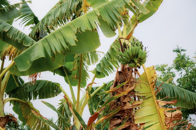 Bananenboom op veld.