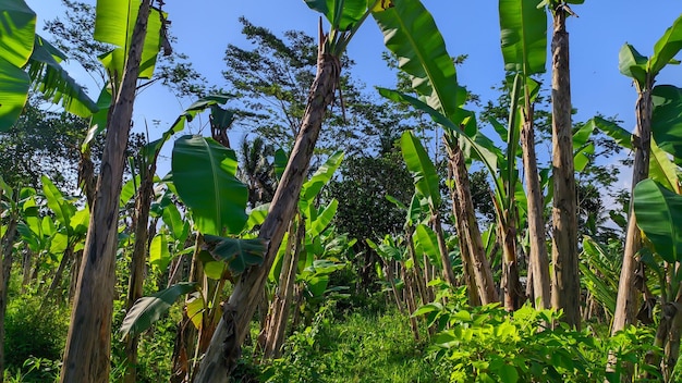 bananenboom tegen blauwe hemelachtergrond