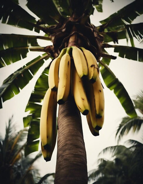 Foto bananenboom