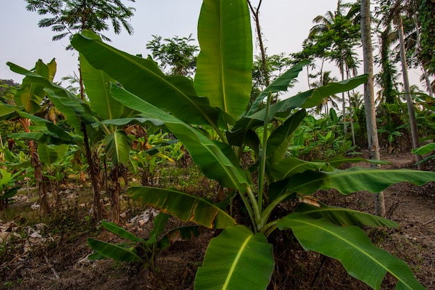 bananenboomplant