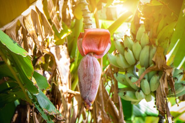 Bananenkool op bananenbomen rode bananenbloesem musa sapientum linn op groene boomachtergrond banaan is een tropische fruitboom afkomstig uit zuidoost-azië