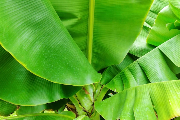 Bananenpalmblad, groene natuurachtergrond