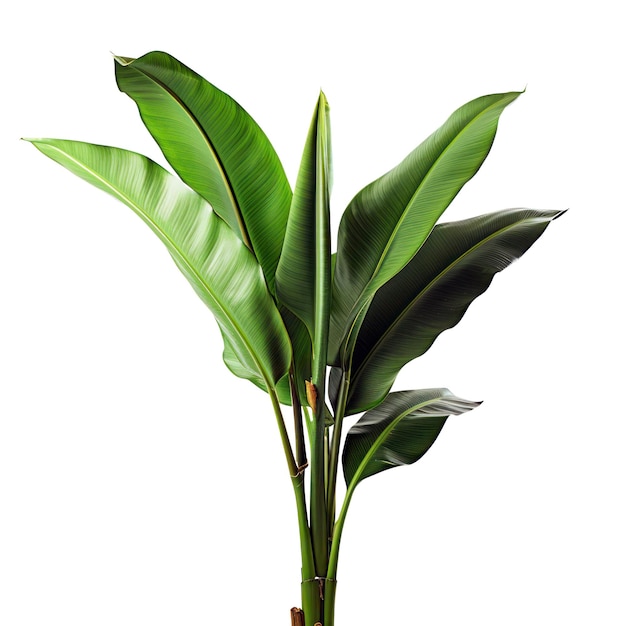 Bananenplant verse groene tropische bladeren geïsoleerd op een witte achtergrond