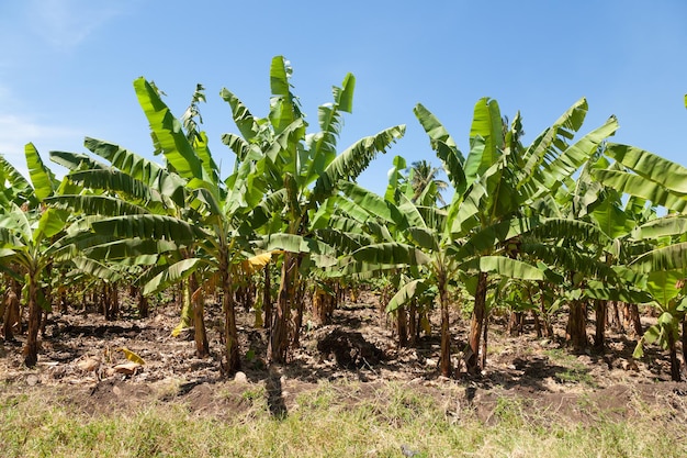 Bananenplantage nabij Lake Manyara Tanzania Africa