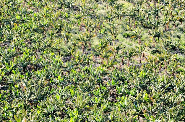 Bananenplantageveld op de Canarische Eilanden