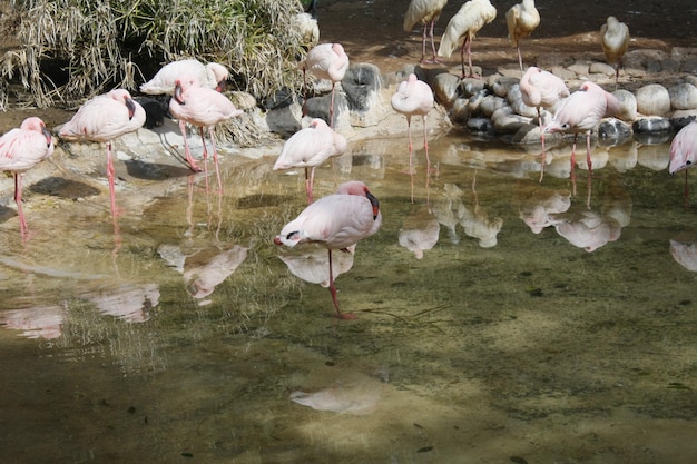Bandada o banda de flamencos rosas en un lago en zoo de Fuerteventura, en las islas カナリア