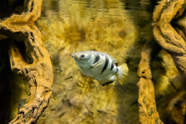 The banded archerfish Toxotes jaculatrix or brackish water perciform