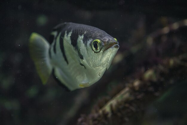 Banded archerfish