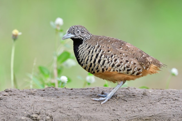 banded brown bird with black breasted and white surrounded by black dot eyes posing on dirt pole