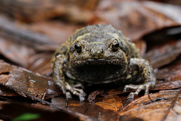 Ленточная лягушка-бык или азиатская жаба
