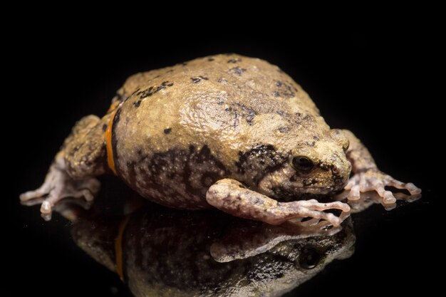 블랙에 고립 된 줄무늬 bullfrog