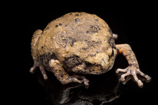 The banded bullfrog isolated on black