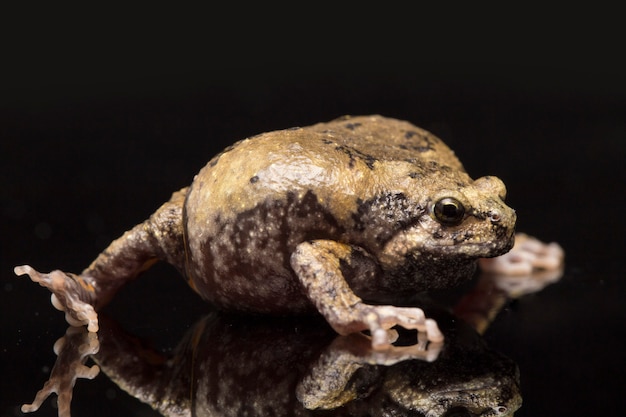 The banded bullfrog isolated on black