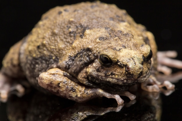 The banded bullfrog isolated on black