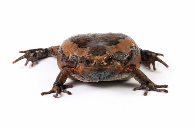 흰색 배경에 줄무늬 황소 개구리 Kaloula pulchra 근접 촬영 얼굴