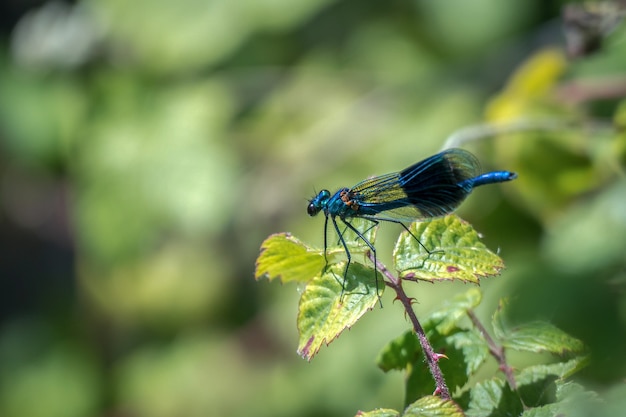 アオハダトンボ（Calopteryx splendens）オス