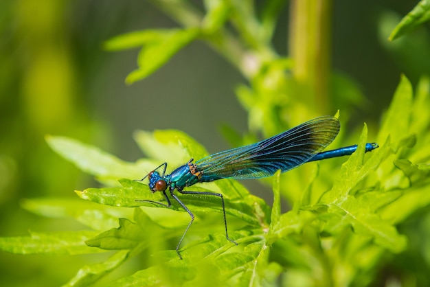 Banded demoiselle Calopteryx splendens