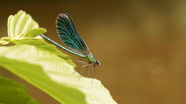 Photo banded demoiselle damselfly banded demoiselles