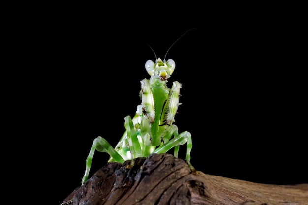 Banded flower mantis on branch insect closeup Banded flower mantis isolated on black background