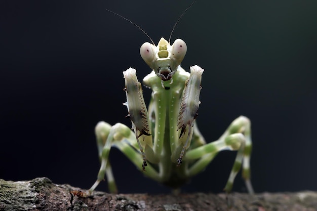 縞模様のカマキリのクローズアップボディ昆虫のクローズアップ