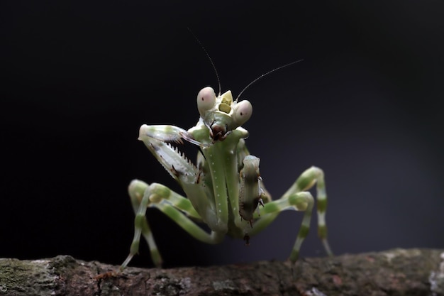 Banded flower mantis closeup on branch insect closeup