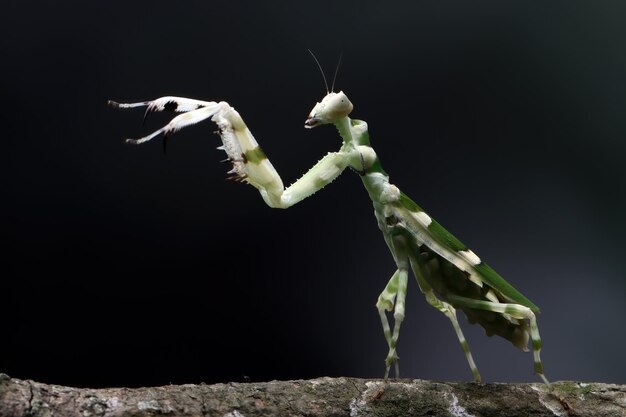 写真 枝昆虫のクローズアップの縞模様のカマキリのクローズアップ