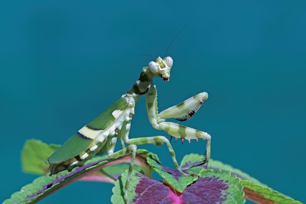 Banded flower mantis on flower insect closeup