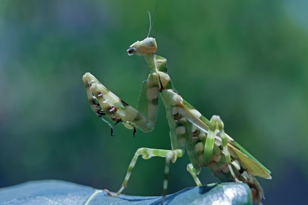 Banded flower mantis on flower insect closeup