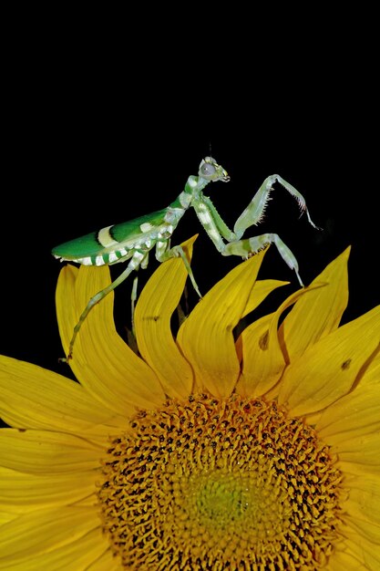 赤い花の昆虫のクローズアップに縞模様の花カマキリ