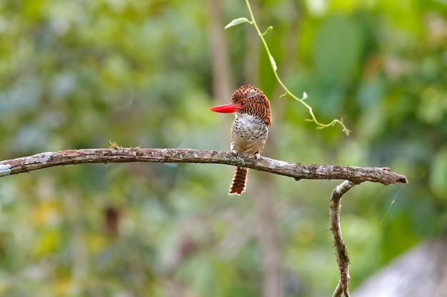 写真 縞模様のカワセミlacedo pulchella木の上にとまるタイの美しい女性の鳥