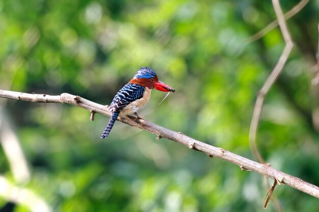 縞模様のカワセミLacedo pulchella