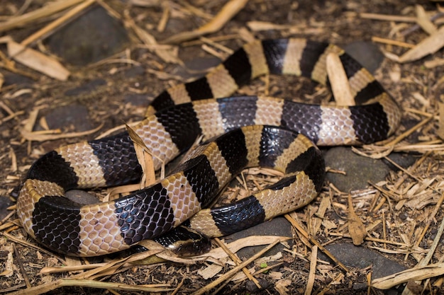 縞模様のクライト ヘビ、Bungarus fasciatus、野生の非常に有毒なヘビ
