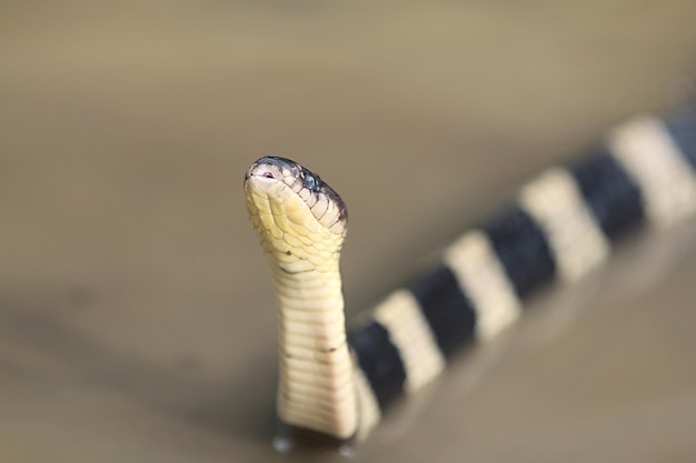 写真 マルオアマガサヘビは有毒であり、その咬傷は人間にとって致命的である可能性があります