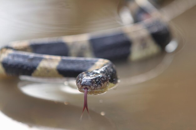 Banded krait snake is venomous and its bite may be deadly to humans