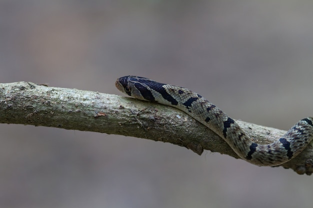 縞模様のククリヘビ（Oligodon fasciolatus）