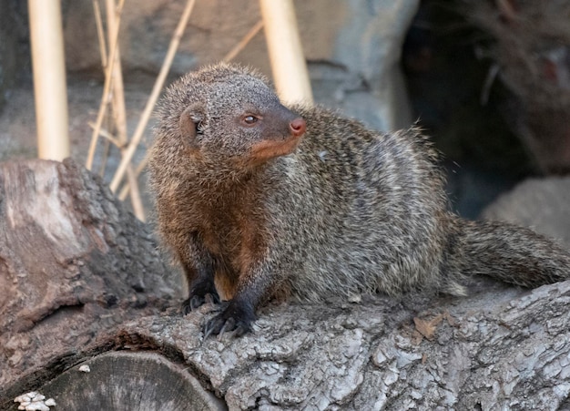 Banded mongoose mungos mungo resting in the sun