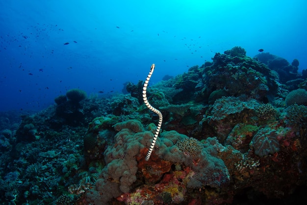 Banded sea snake. Sea life of Apo island, the Philippines.