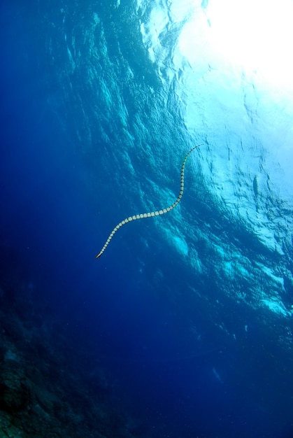 縞模様のウミヘビ。フィリピン、アポ島の海の生き物。