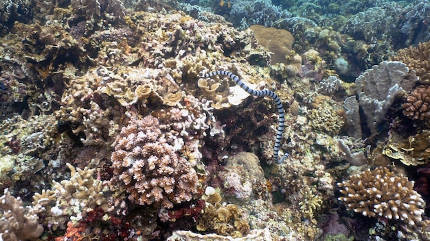 Photo banded sea snake