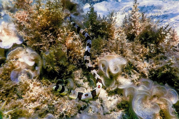 帯状ヘビ<unk> Myrichthys colubrinus 熱帯水域 海洋生物