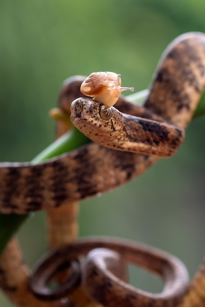 Serpente lumaca con chiglia bandend con lumaca sulla testa