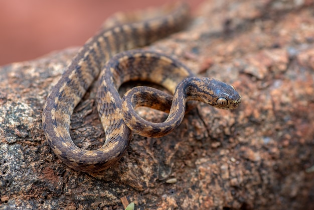 Serpente lumaca con chiglia bandend