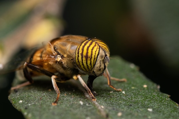 Bandeyed drone fly eristalinus taeniops zat op groen blad