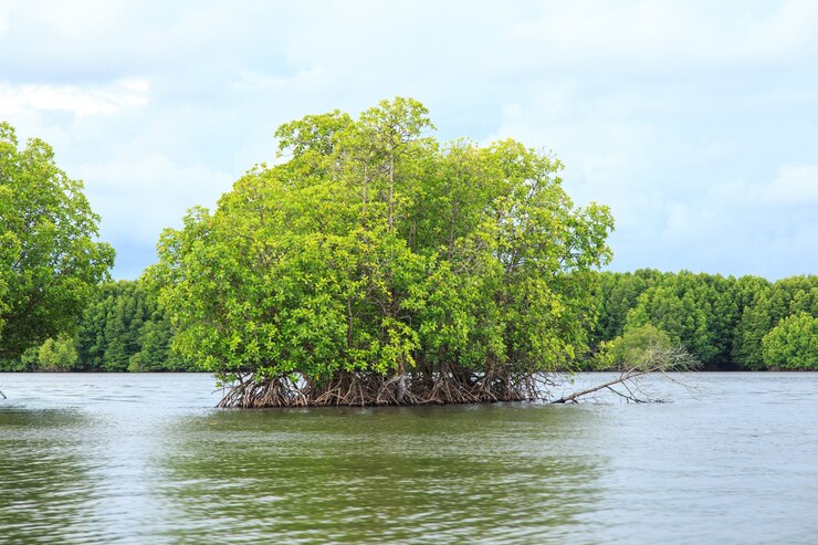 Bang Kayak is een van de grootste mangrovebossen in Azië, het natuurpark Krasaop, Koh Kong, Cambodja
