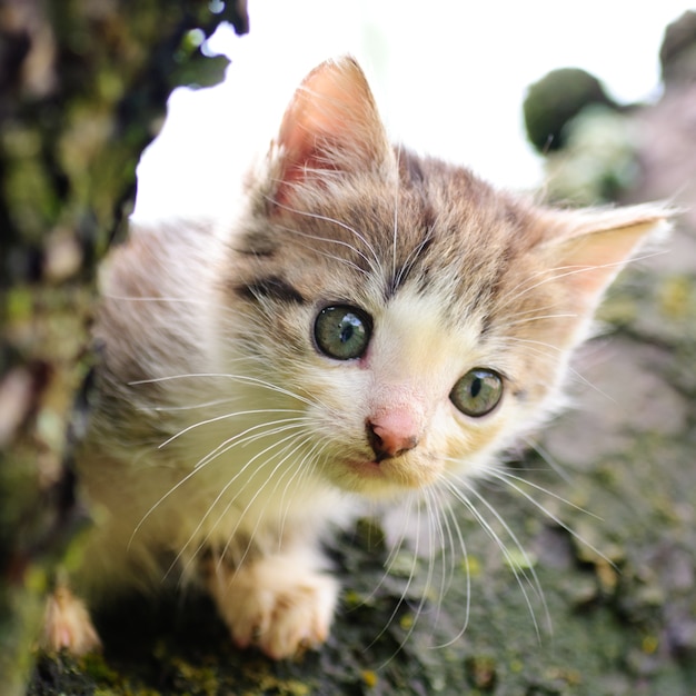 Bang klein katje zittend op de boom