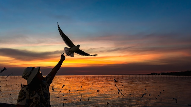 Bang Pu, Thailand. 19 December 2020: Woman hand-delivering food to seagull flying in the summer sky in Bang Pu, Thailand.