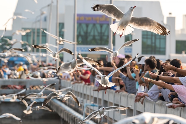 Bang Pu and visitors feeding thousands of seagulls