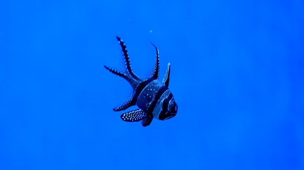 Banggai cardinal swimming in the water a beautiful longfin cardinal fish kaudern's cardinal wild life animal