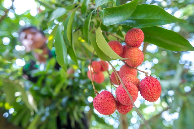 Bangladesh 27 mei 2015 Een jongen houdt een bos lychees vast vanaf de boom bij ranisongkoil Thakurgon